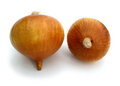 Artificial Natural Onion. Size: Diameter 3" x Height 2.75"