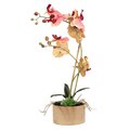 18 inches  Orchid Arrangement with pot*** three colors to choose from