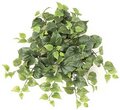 25 inches Philodendron Cluster - 162 Green Leaves - Bare Stem