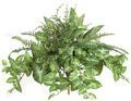 20 inches x 24 inches Mixed Foliage Bush