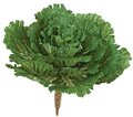 14 inches Flowering Kale - Green/White