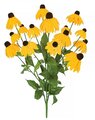 24" FireSafe Black Eyed Susan Bush