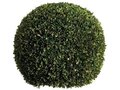 23 inches Preserved Boxwood Ball  Green
