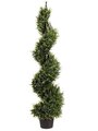 4 feet Outdoor Rosemary Spiral Topiary in Pot Green