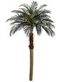 6 feet Phoenix Silk Palm Trees - Non Potted