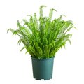 4 Foot Upright Outdoor UV Resistant Artificial Boston Fern Plant (Indoor/Outdoor)
