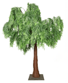 14' Tall x 13' Wide - Weeping Willow Tree Green