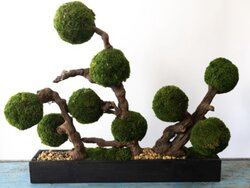 Preserved Moss balls and Natural grape wood  35 inches Long, 28 to 30 inches high by 9 inches wide.  (container is 28 inches long, 5 inches wide by 3.5 inches tall. 35 inches x 9 inches x 30 inches