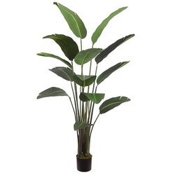 75 inches Bird of Paradise Plant With 12 Leaves in Pot Green