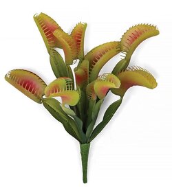 10 inches VENUS FLY TRAP PLANT