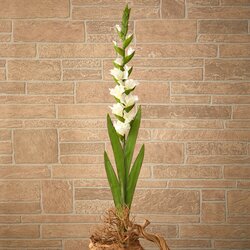 46" Gladiolus Artificial Flower (Set of 3)