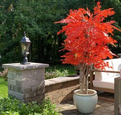 6 Foot Custom Made Polyblend Outdoor Japanese Maple Tree Autumn Fall Orange