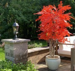 5 Foot Custom Made Polyblend Outdoor Japanese Maple Tree Autumn Fall Orange