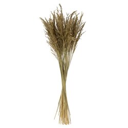 36" Natural Congo Grass 8oz Bunch