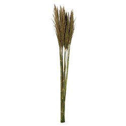 36" Natural Green Plume Reed Bundle 7oz