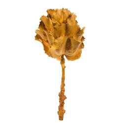 8" Aspen Gold Queen Flower Stem