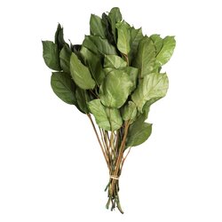 16-22" Premium Spring Green Salal 6oz