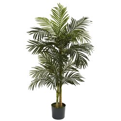 5' Golden Cane Palm Tree