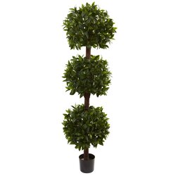 6.5' Sweet Bay Triple Ball Topiary