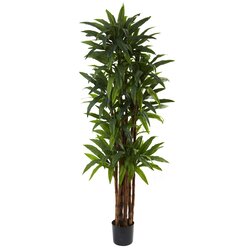 6.5' Dracaena Tree