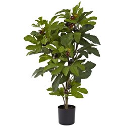 32" Fig Tree w/42 Lvs and 15 Figs