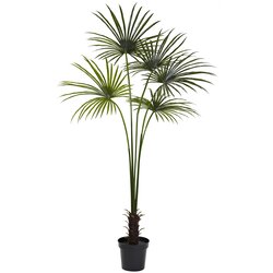 7' Fan Palm Tree UV Resistant (Indoor/Outdoor)