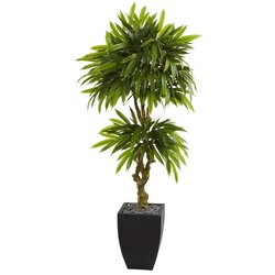 5.5' Mango Artificial Tree in Black Wash Planter UV Resistant (Indoor/Outdoor)