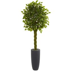6.5' Braided Ficus Artificial Tree in Cylinder Planter UV Resistant (Indoor/Outdoor)