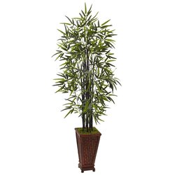 5.5' Black Bamboo Tree in Decorative Planter