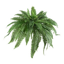 40” Boston Fern