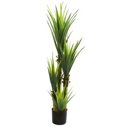 4.5' Dracaena Plant