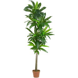 6' Dracaena Silk Plant (Real Touch)