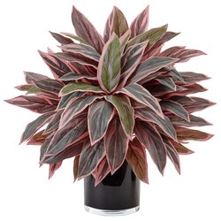 Caladium in Black Glossy Planter