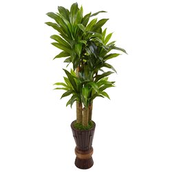 5' Cornstalk Dracaena Plant in Wooden Planter
