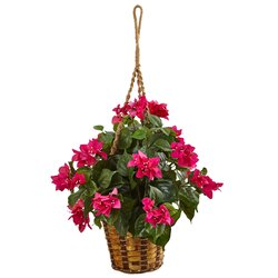 Bougainvillea in Hanging Basket