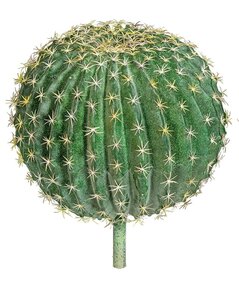 15.5 BARREL HEAD CACTUS WITH STEM