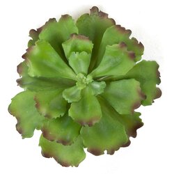 8.5 Inch Ruffled Echeveria Pick