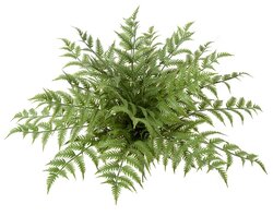 30 Inch Outdoor Fade Resistant Woodwardia Fern