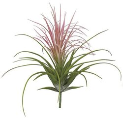 18.5 Inch   Tillandsia Air Plant