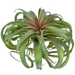 12.5 Inch Green Tillandsia Air Grass Plant