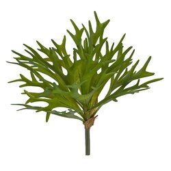 11 Inch Staghorn Fern Bush