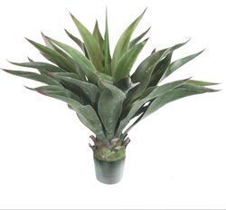 24 inches Outdoor POTTED Agave  AEONIUM PLANT ** 2 pc min order***
