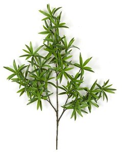 25 Inch Fire Retardant Podocarpus Spray