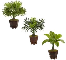 16 inches H 14 inches W 14 inches D  Assorted Mini Palm Trees  (Set Of 3) *****Planter shown does not come with plants**** Will come with a nursery weighted base container