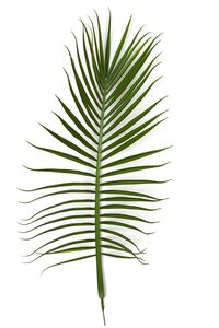 62 Inch Outdoor Uv Royal Palm Spray (Sold Per Piece)