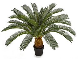 36" Cycas Palm Cluster  Indoor/Outdoor
