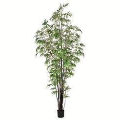9 feet to 10 feet Potted Black Japanese Bamboo Tree