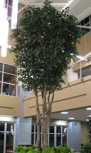 10 feet Ficus Tree - Natural Trunks - 6,048 Leaves - Fire Retardant
