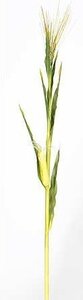 5 Foot ARTIFICIAL CORN STALK WITH LEAVES