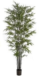 Earthflora's Bamboo Palm Trees With Black Canes 9 Foot